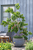 Pfirsichbäumchen 'Melred'  im Kübel auf der Terrasse