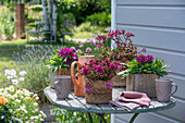 Blühendes Sedum spurium und Bartnelken in Töpfen auf Terrassentisch im sommerlichen Garten