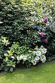 Hortensien im Garten