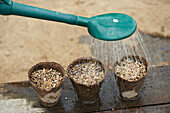 Watering planted pepper seeds in eco friendly pots