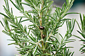 Rosmarinkäfer (Chrysolina americana) auf einer Rosmarinpflanze