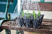 Watering rosemary cuttings