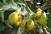 Pear quinces on a tree