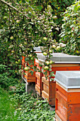 Bienenkisten im Obstgarten