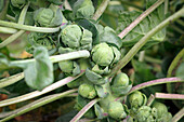 Brussels sprouts in a garden on the plant