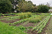 A vegetable garden in autumn with flowering plants