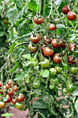 Black cherry tomatoes on the vine