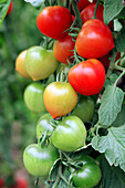 Kleine rote Tomaten an der Rispe, teilweise reifend