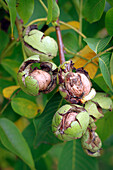 Walnuts with half-opened green shells on the tree