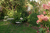 Kleingarten im Herbst mit Hortensienstrauch (Hydrangea)