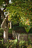A compost heap under an apple tree