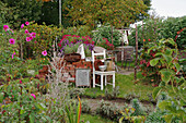 Dekoration mit altem Stuhl im naturnahem Kleingarten mit Schmuckkörbchen (Cosmea)