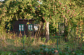 An allotment garden in autumn with an arbour under an apple tree