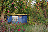Blaues Gartenhaus unter Apfelbaum im Herbst