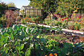Allotment garden with vegetables and flowers in autumn