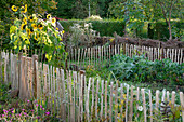 Autumn vegetable garden with sunflowers (Helianthus annuus) surrounded by a picket fence