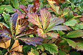 Chestnut-leaved show-leaf (Rodgersia aesculifolia)