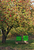 Two bee boxes under a large tree hung with lots of red apples