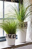 Grasses in decorated plant pots