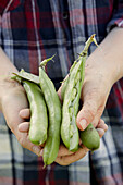 Hands holding freshly harvested pea pods