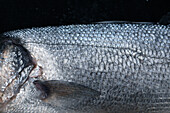 A fresh fish – the surface of the skin (close-up)