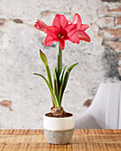 Hippeastrum Pink Flush