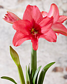 Ritterstern (Hippeastrum) 'Pink Flush'