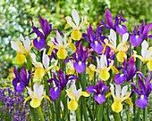 Iris Purple Sensation, Symphony