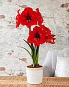 Ritterstern (Hippeastrum) 'Debka'