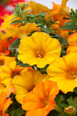 Petunie (Petunia) 'Petchoa BeautiCal Sunset Orange'