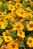 Petunia Petchoa BeautiCal Sunset Orange