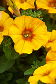 Petunie (Petunia) 'Petchoa BeautiCal Sunset Orange'