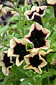 Petunie (Petunia) 'Sanguna Deep Burgundy Picotee'