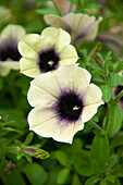 Petunie (Petunia) 'Fun House Total Eclipse'