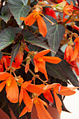 Knollenbegonie (Begonia boliviensis) 'Bossa Nova Night Fever Papaya'