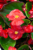 Eisbegonie (Begonia semperflorens) 'Topspin Red'