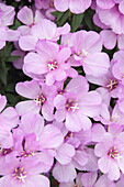 Sommerazalee (Clarkia amoena) 'Satin Lilac'