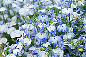 Lobelia erinus LTD Techno® Blue Ears