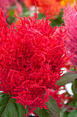 Celosia plumosa Century Red