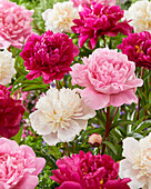  Paeonia mix