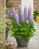 Lupinie (Lupinus) 'King Canute'