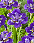 Sibirische Schwertlilie (Iris sibirica) 'I See Stars'