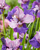 Sibirische Schwertlilie (Iris sibirica) 'Star Lion'