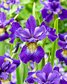 Iris sibirica Golden Edge