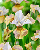 Sibirische Schwertlilie (Iris sibirica) 'Careless Sally'