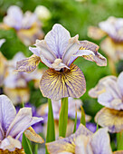 Sibirische Schwertlilie (Iris sibirica) 'Lime Street Blues'