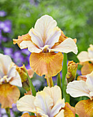 Iris sibirica Colonel Mustard