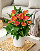 Calla (Zantedeschia) 'Captain Serano'