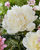 Pfingstrose (Paeonia) 'Princess Bride'