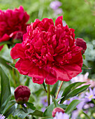 Pfingstrose (Paeonia) 'Inspecteur Lavergne'